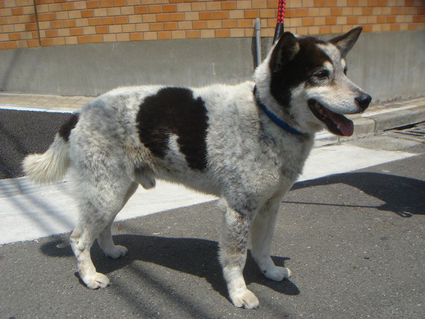 保護 南相馬市双葉郡不明 犬 雑種 白黒 オス 東北地震犬猫レスキュー Com 福島県 犬 迷子捜索