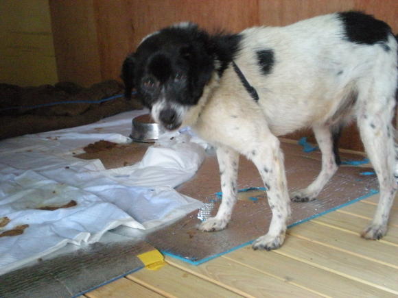 保護 相馬郡飯舘村 犬 雑種 白黒 オス たれ耳 東北地震犬猫レスキュー Com 福島県 犬 迷子捜索