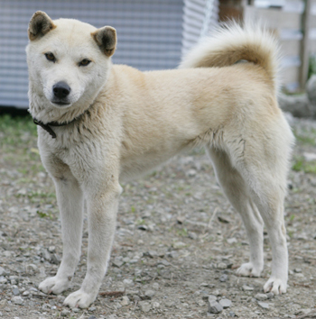 保護 双葉郡浪江町 犬 柴系紀州犬系雑種 白 メス 東北地震犬猫レスキュー Com 福島県 犬 迷子捜索