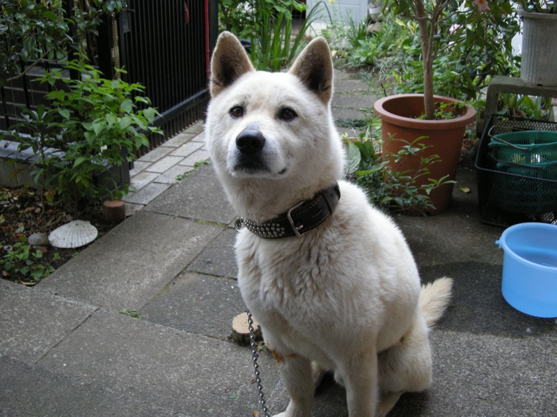 保護 双葉郡広野町 犬 クリーム 白 紀州犬系雑種 オス 東北地震犬猫レスキュー Com 福島県 犬 迷子捜索