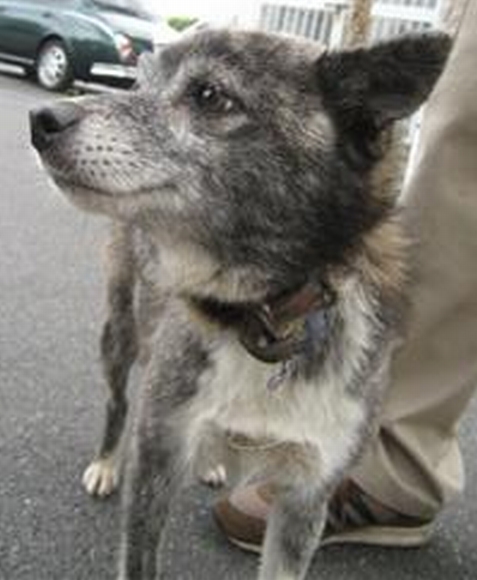 保護 田村市都路町 犬 甲斐犬系雑種 白黒 メス 東北地震犬猫レスキュー Com 福島県 犬 迷子捜索